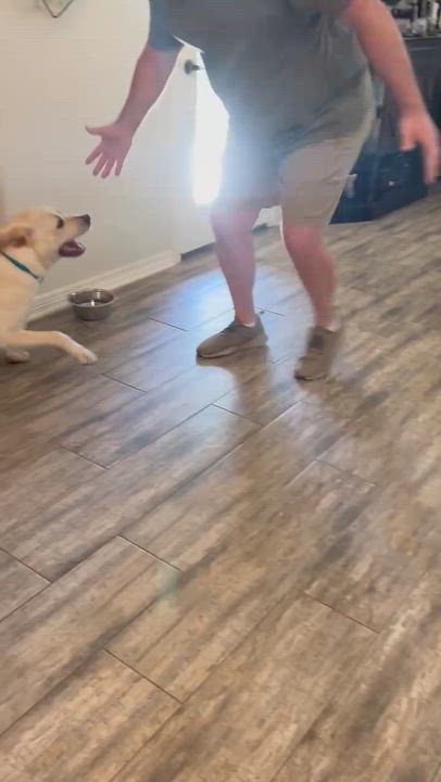 Enlarge Roscoe, a ADOPTABLE mixed breed in Temple, TX video 5/5