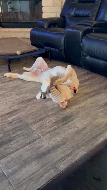 Enlarge Roscoe, an adoptable mixed breed in Temple, TX video 6/6