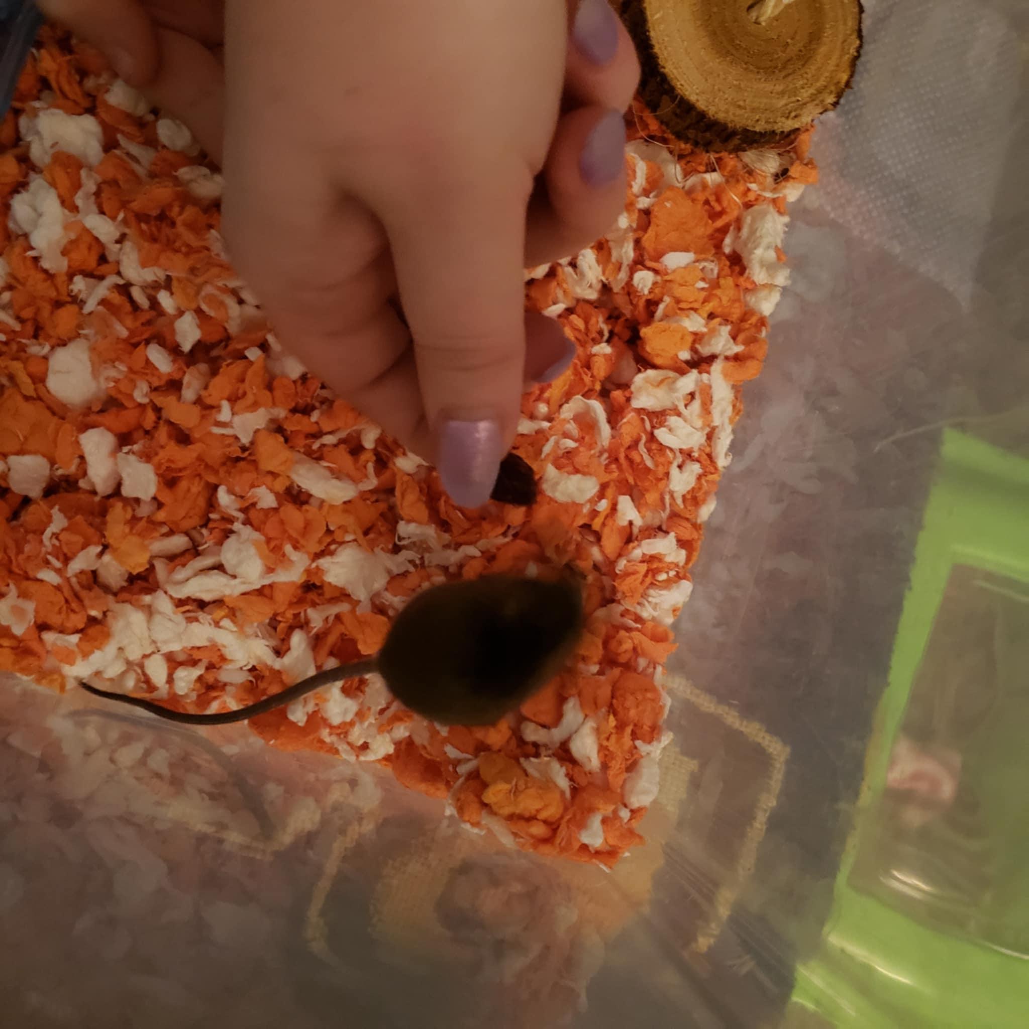 Enlarge Bundt, a Adoptable Mouse in Saint Paul, MN image 1/6