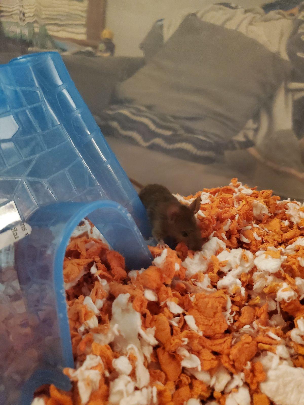 Enlarge Bundt, a Adoptable Mouse in Saint Paul, MN image 2/6