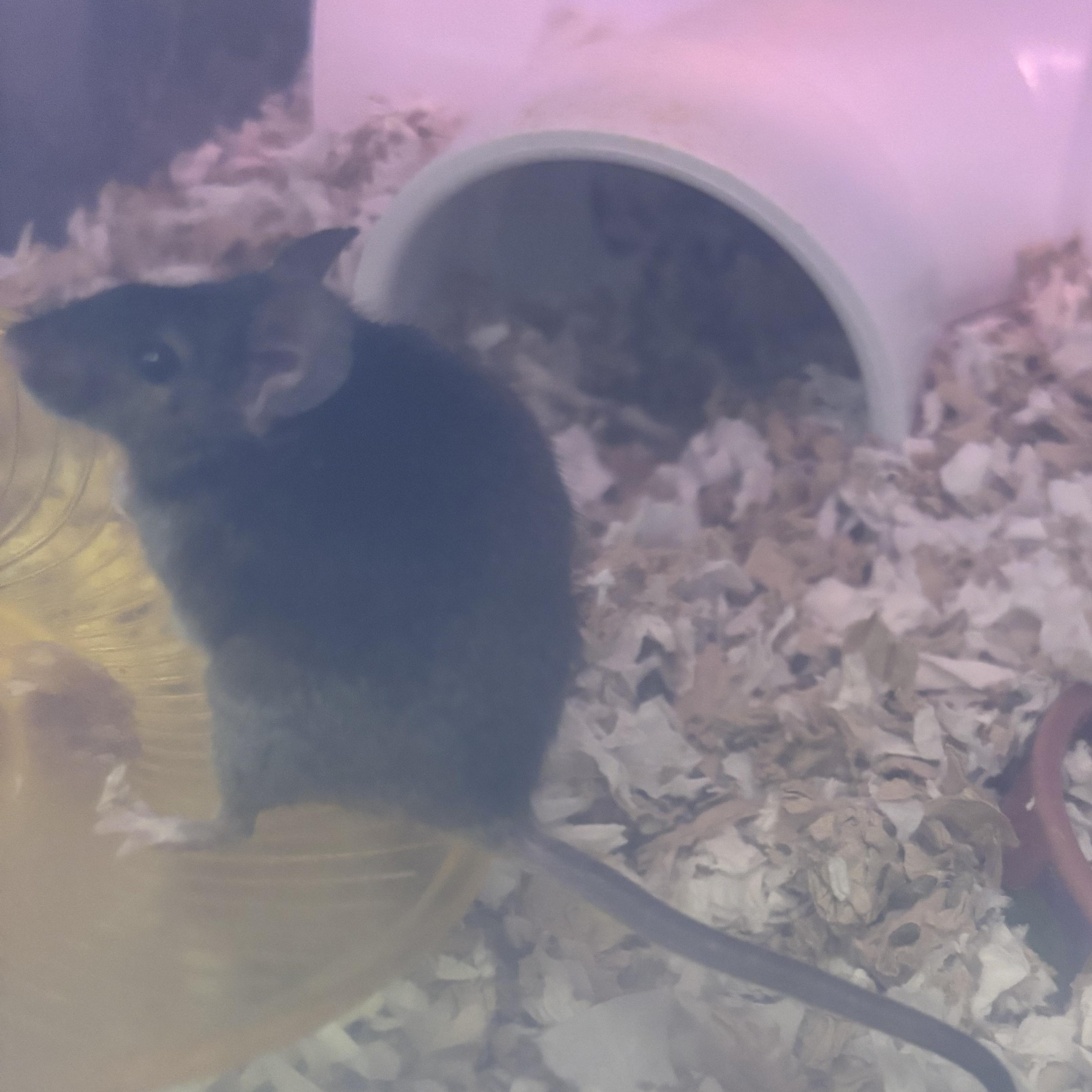 Enlarge Bundt, a Adoptable Mouse in Saint Paul, MN image 3/6