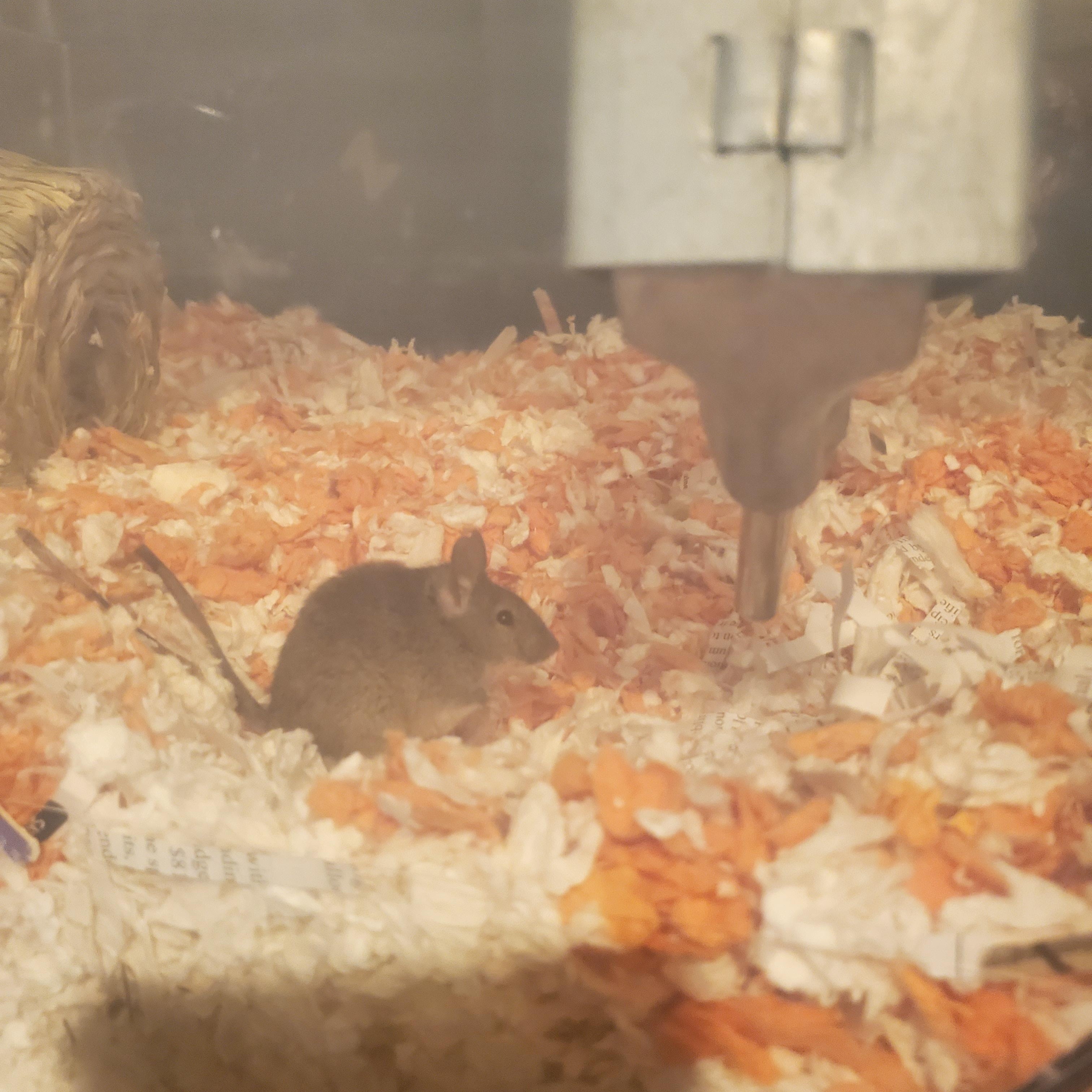 Enlarge Bundt, a Adoptable Mouse in Saint Paul, MN image 4/6