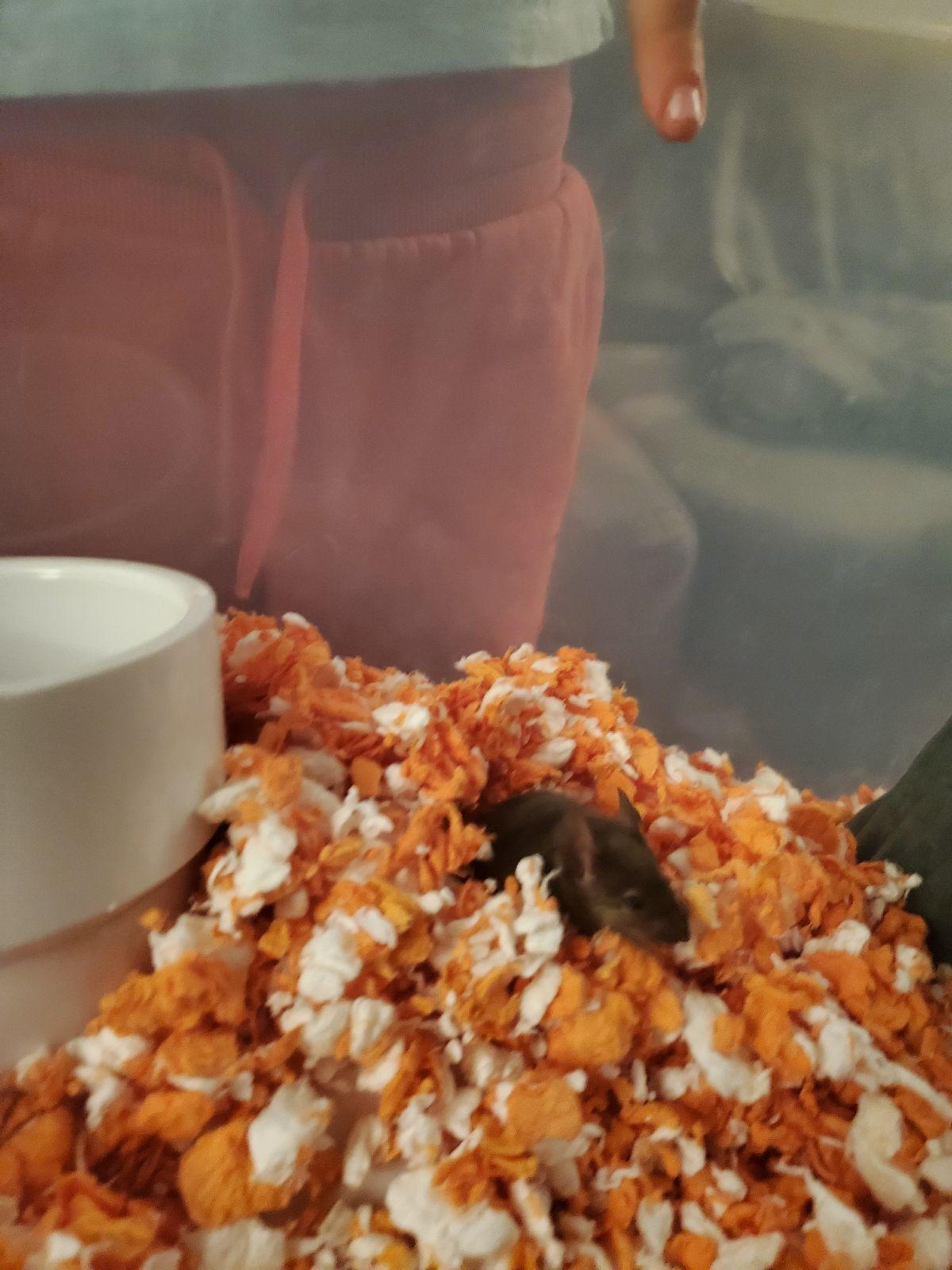 Enlarge Bundt, a Adoptable Mouse in Saint Paul, MN image 5/6