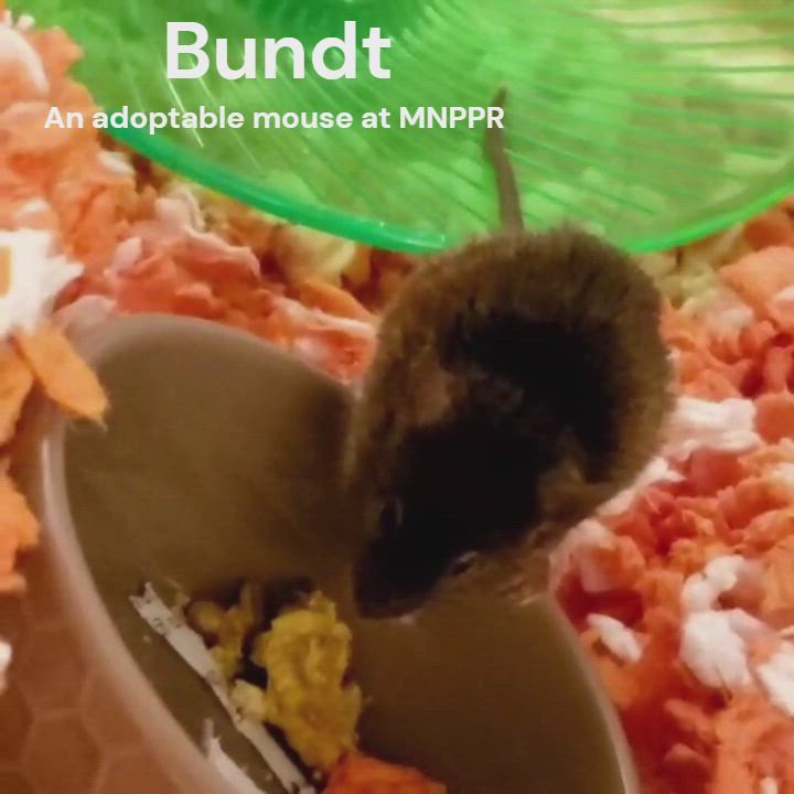 Enlarge Bundt, a Adoptable Mouse in Saint Paul, MN video 6/6
