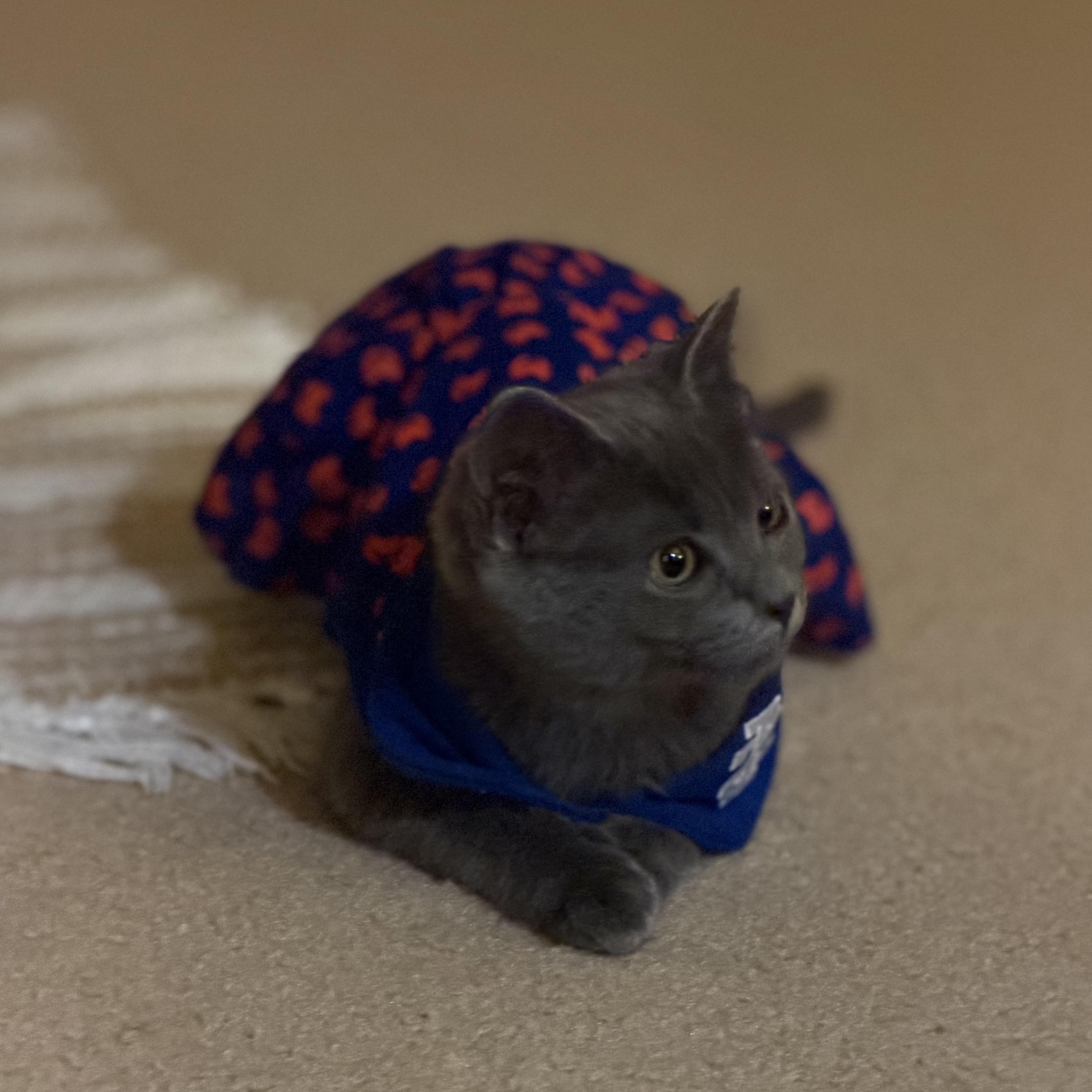 Uma, adopted, Kitten Female Russian Blue.