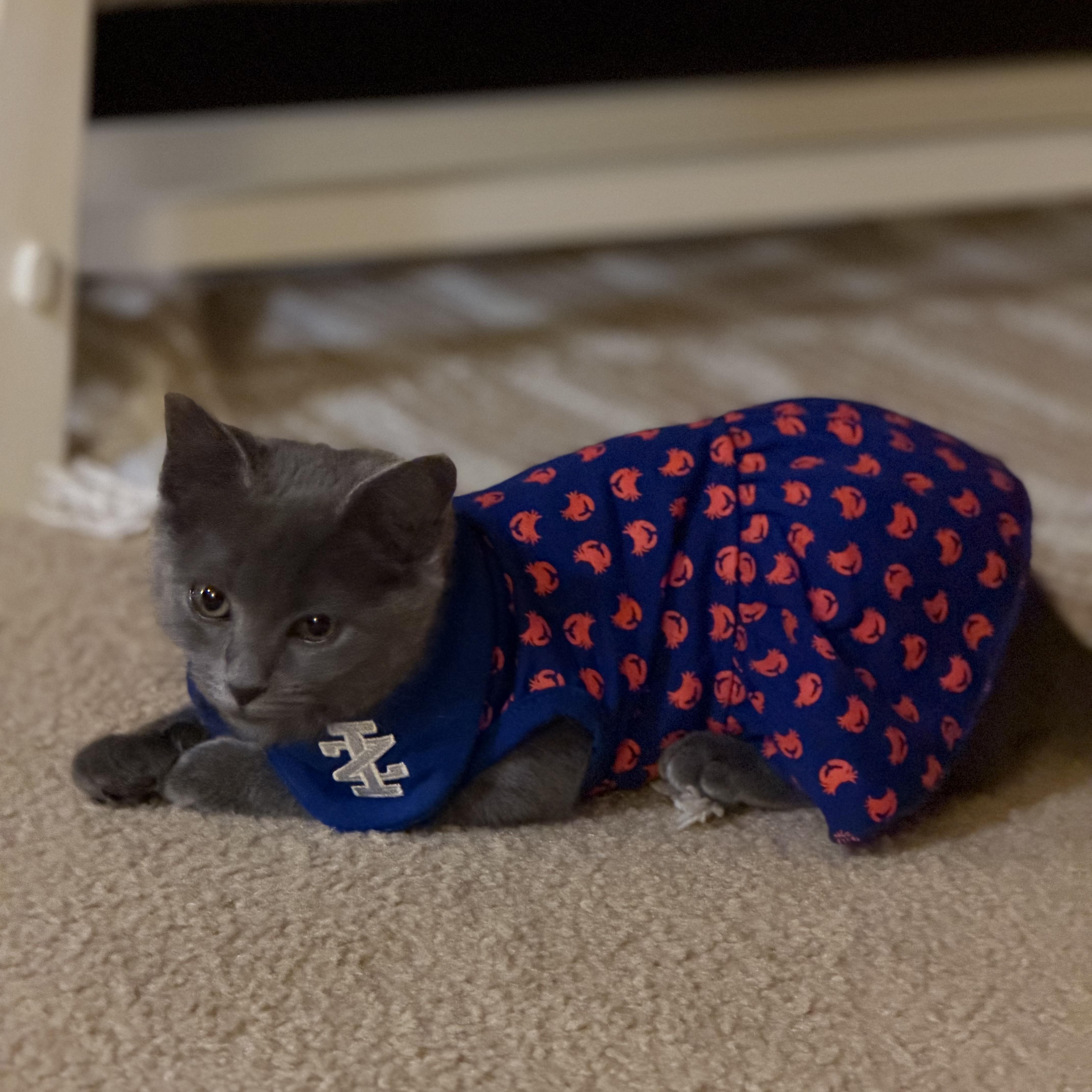 Enlarge Uma, an adopted mixed breed in CHARLOTTE, NC image 2/3