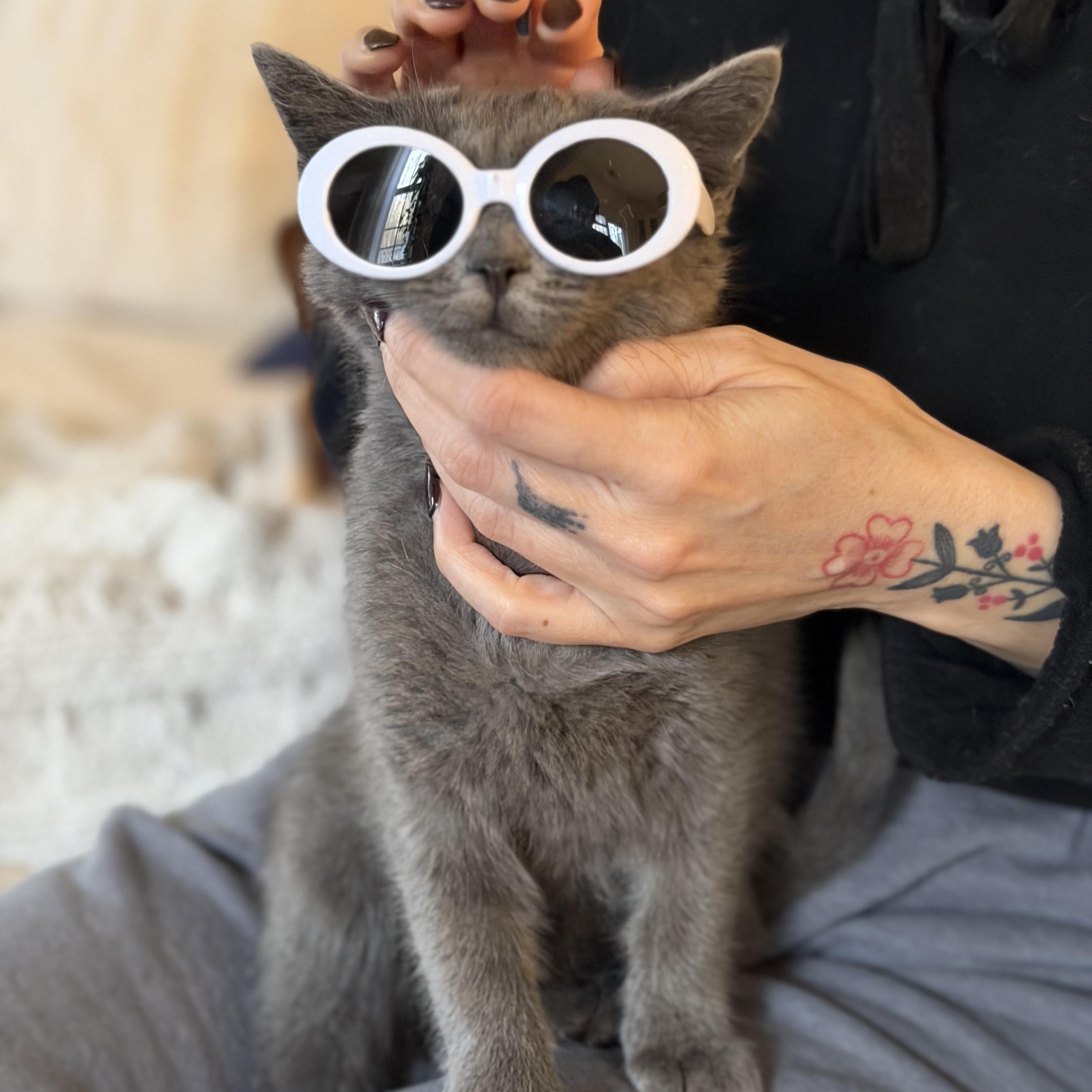 Enlarge Uma, an adopted mixed breed in CHARLOTTE, NC image 3/3