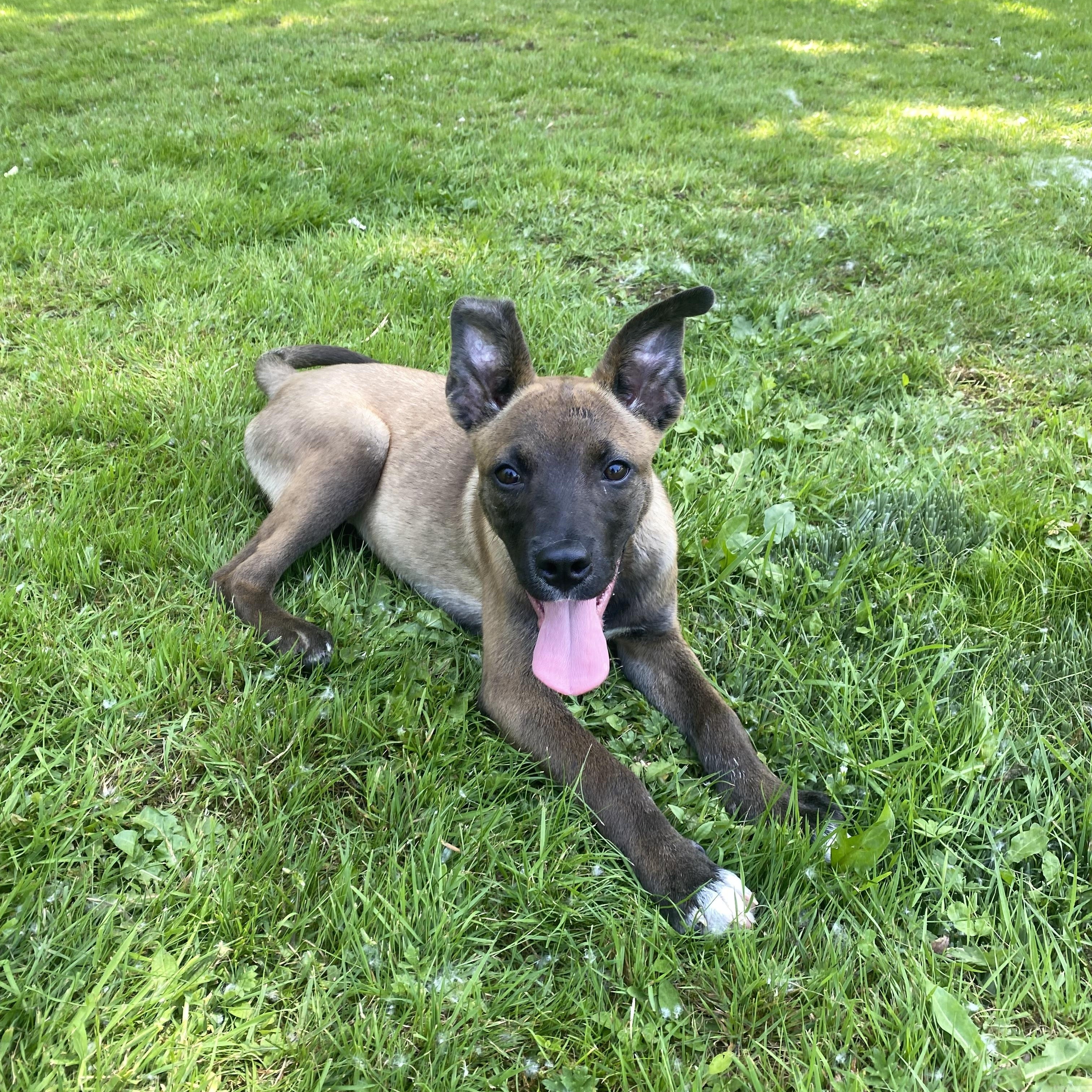 Caramel, ADOPTABLE, Puppy Female Belgian Shepherd / Malinois.