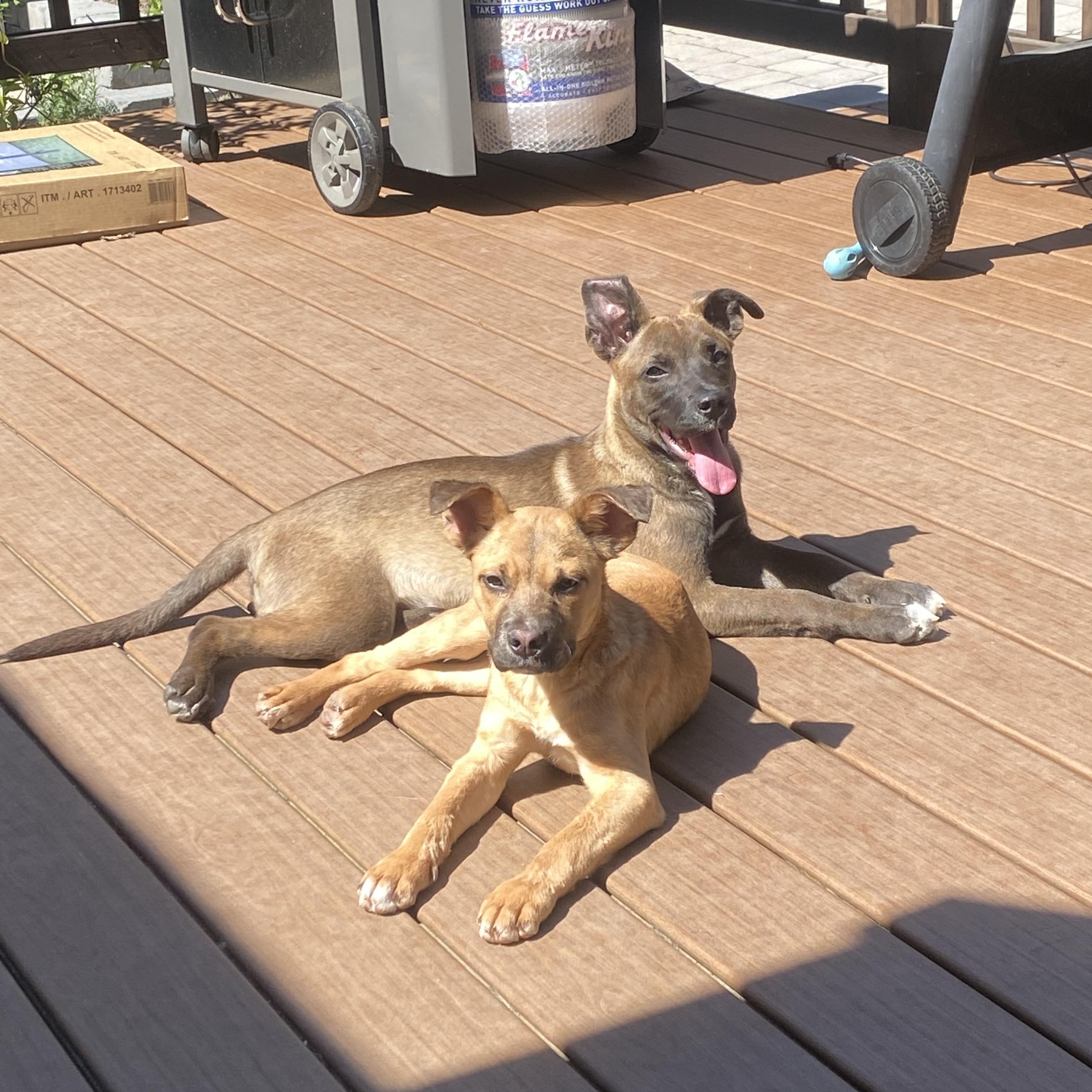 Caramel, a ADOPTABLE mixed breed in Sammamish, WA image 3/6