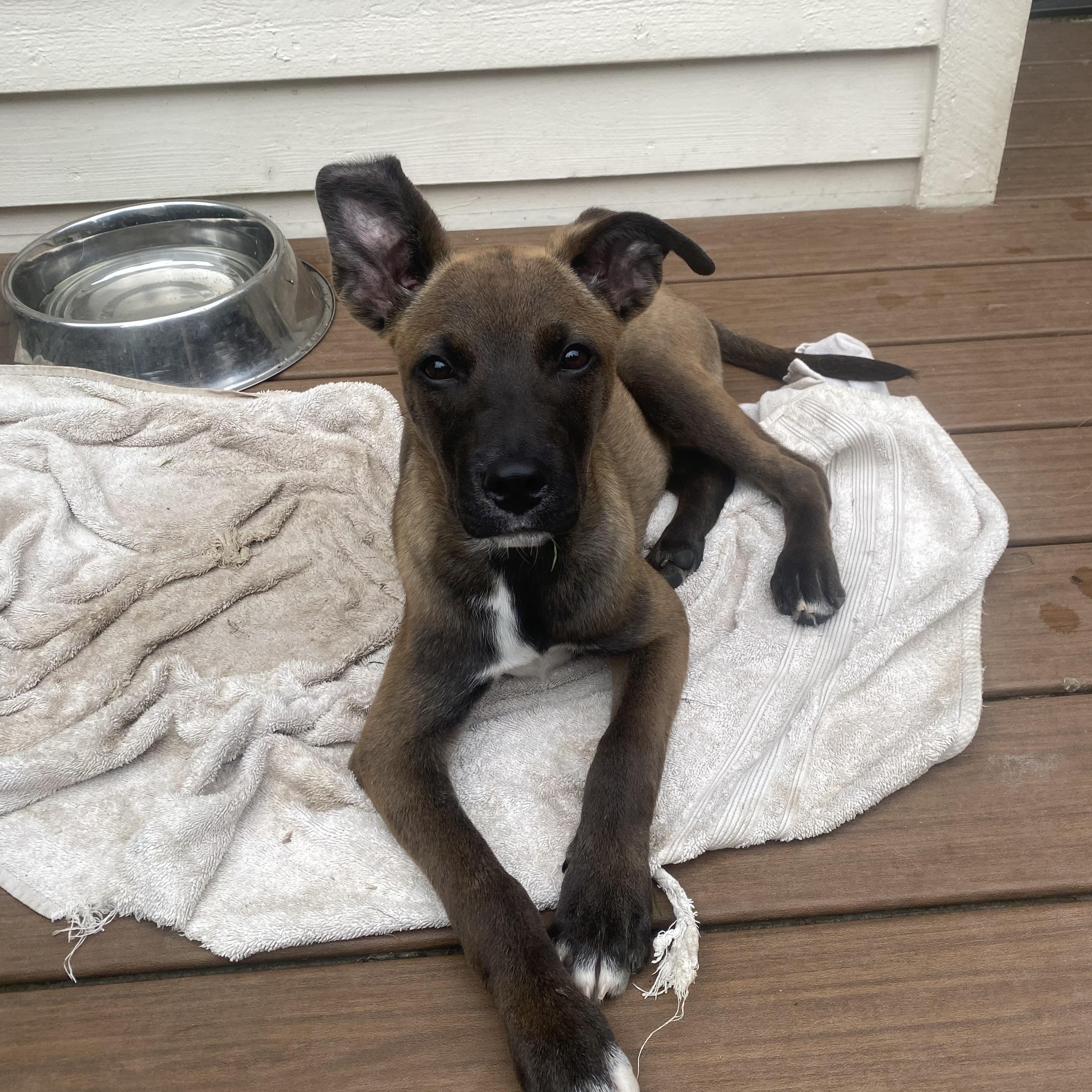 Caramel, a ADOPTABLE mixed breed in Sammamish, WA image 6/6