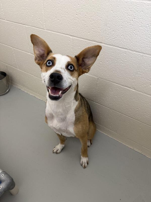 Indy, Adoptable, Adult Female Mixed Breed & Husky.