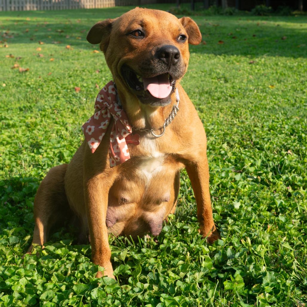 Enlarge Bria, a Adoptable mixed breed in East Saint Louis, IL image 1/4