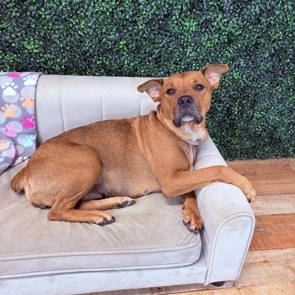 Enlarge Bria, a Adoptable mixed breed in East Saint Louis, IL image 2/4
