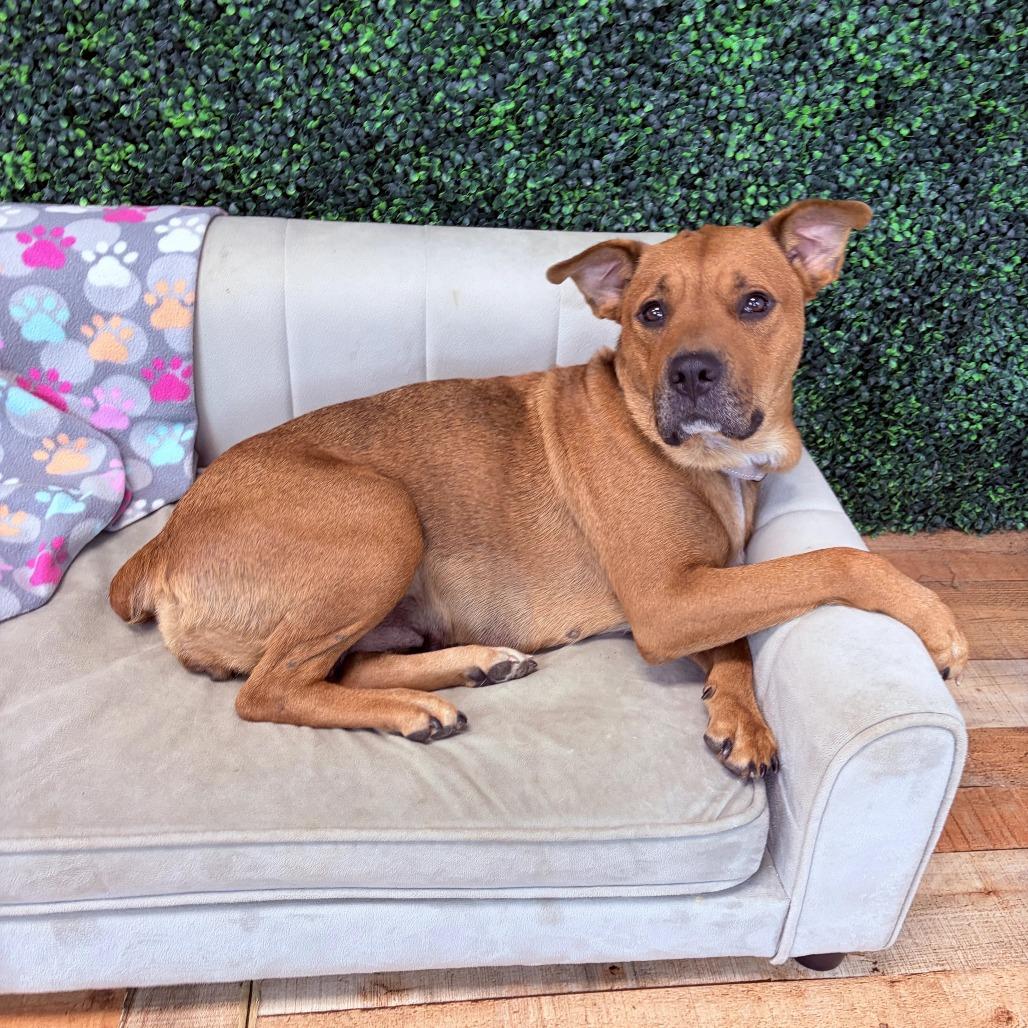 Enlarge Bria, a Adoptable mixed breed in East Saint Louis, IL image 3/4