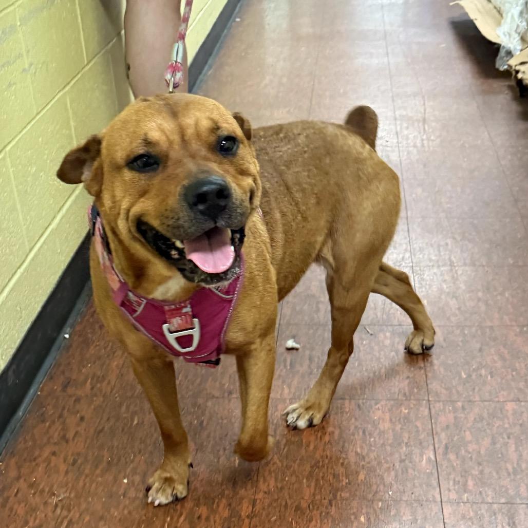 Enlarge Bria, a Adoptable mixed breed in East Saint Louis, IL image 4/4