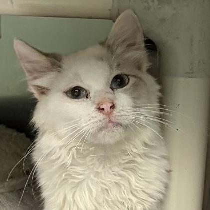 Ashley, adoptable, Young Female Domestic Medium Hair.