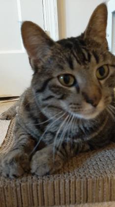 Enlarge KitKat (Thomas), an adoptable mixed breed in Baltimore, MD image 2/3