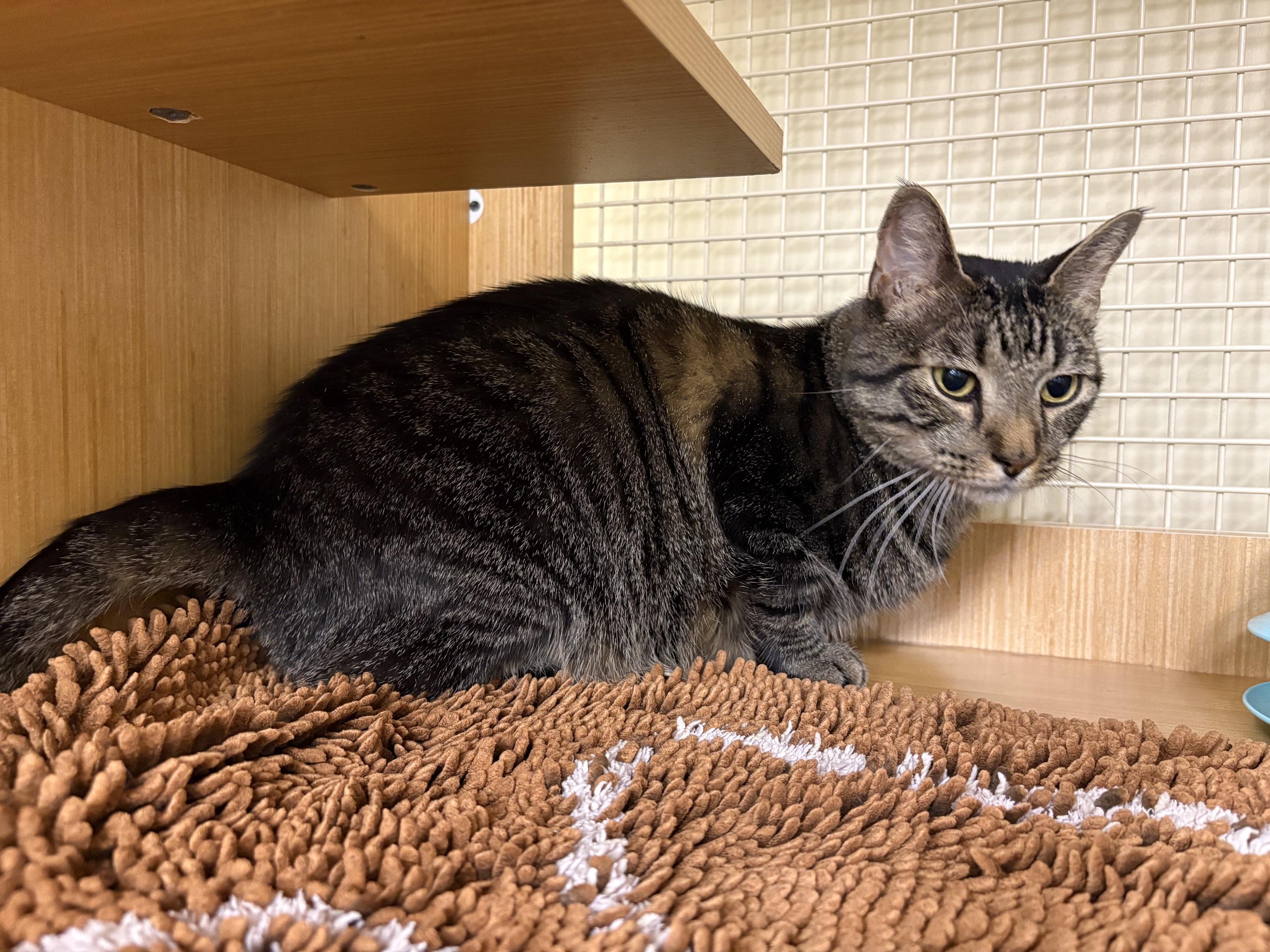 Enlarge KitKat (Thomas), an adoptable mixed breed in Baltimore, MD image 2/4