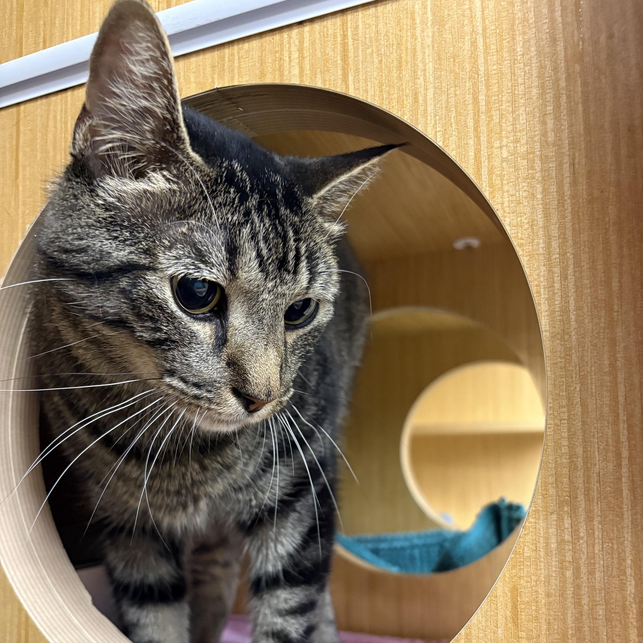 KitKat (Thomas), adoptable, Adult Male Domestic Short Hair.
