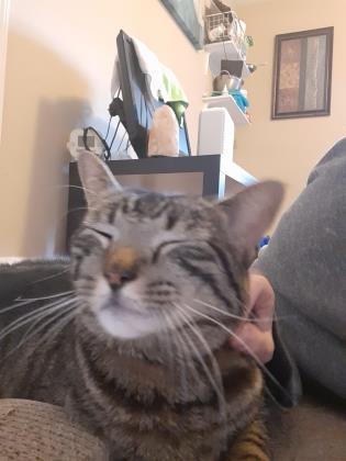 Enlarge KitKat (Thomas), an adoptable mixed breed in Baltimore, MD image 3/3