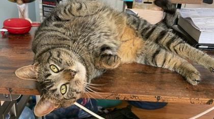 KitKat (Thomas), adoptable, Adult Male Domestic Short Hair.