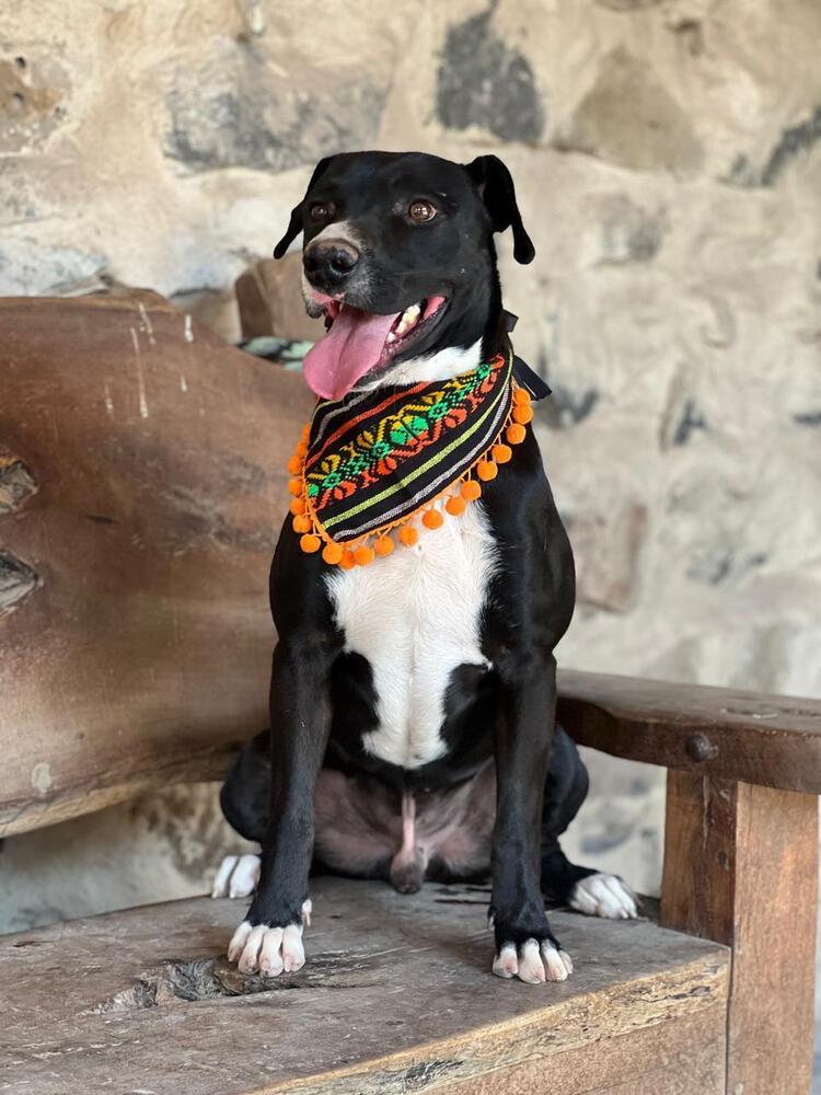 Enlarge Murzi, a Adoptable mixed breed in Gig Harbor, WA image 1/3