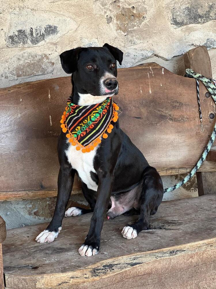 Enlarge Murzi, a Adoptable mixed breed in Gig Harbor, WA image 2/3