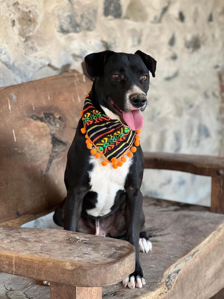 Enlarge Murzi, a Adoptable mixed breed in Gig Harbor, WA image 3/3