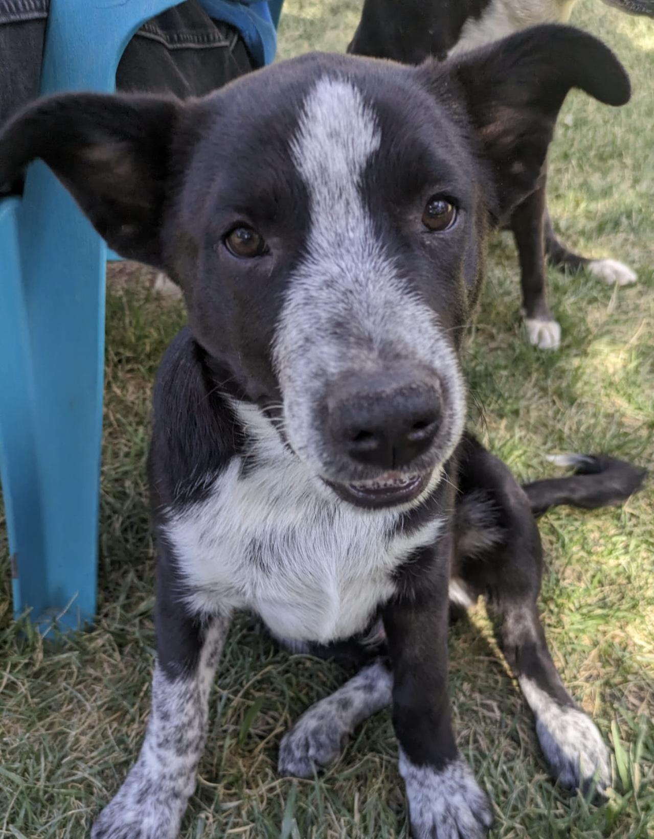 Enlarge DC, a Adopted Cattle Dog in Durango, CO image 1/1