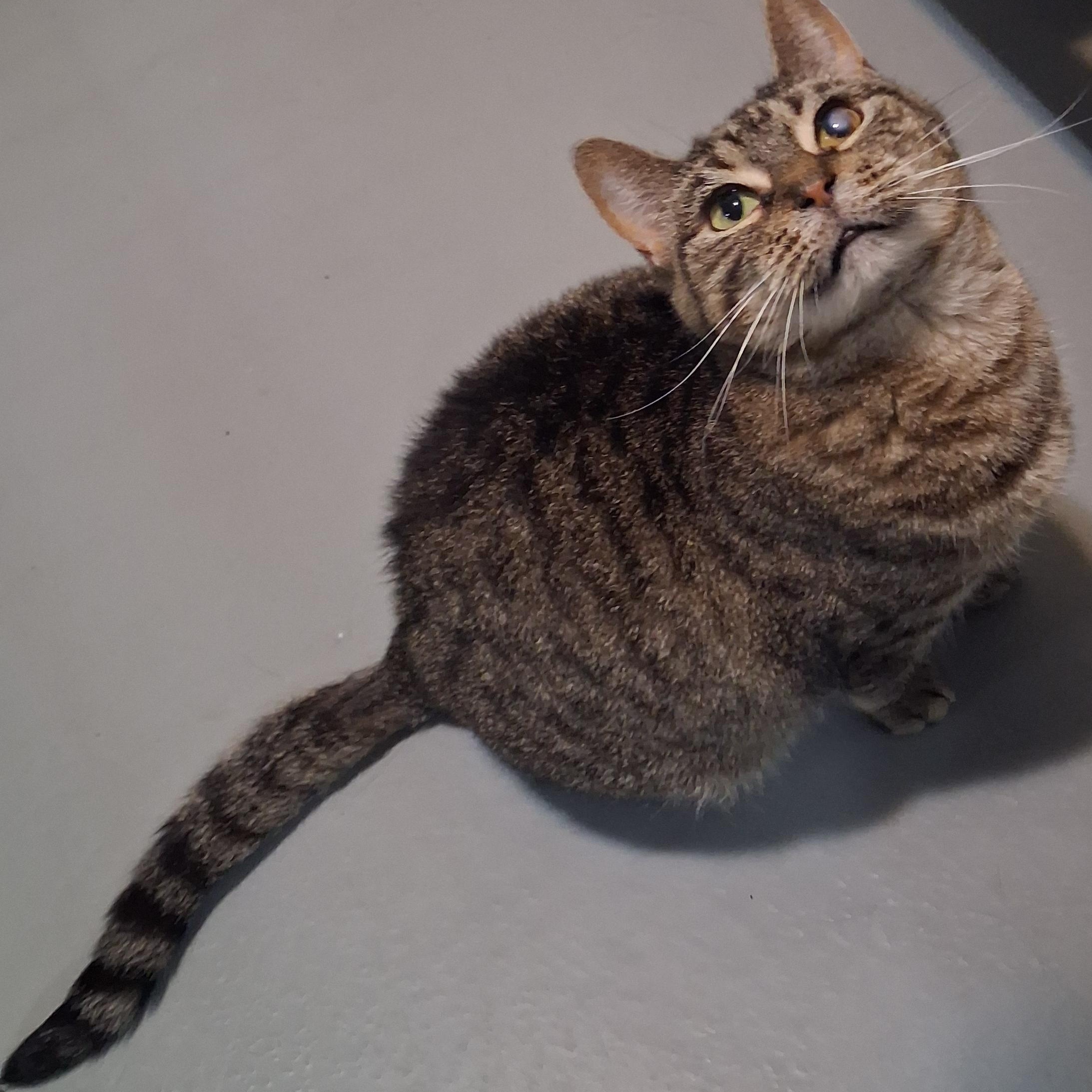 Enlarge Estes, a Adoptable Domestic Short Hair in Iowa Falls, IA image 1/2