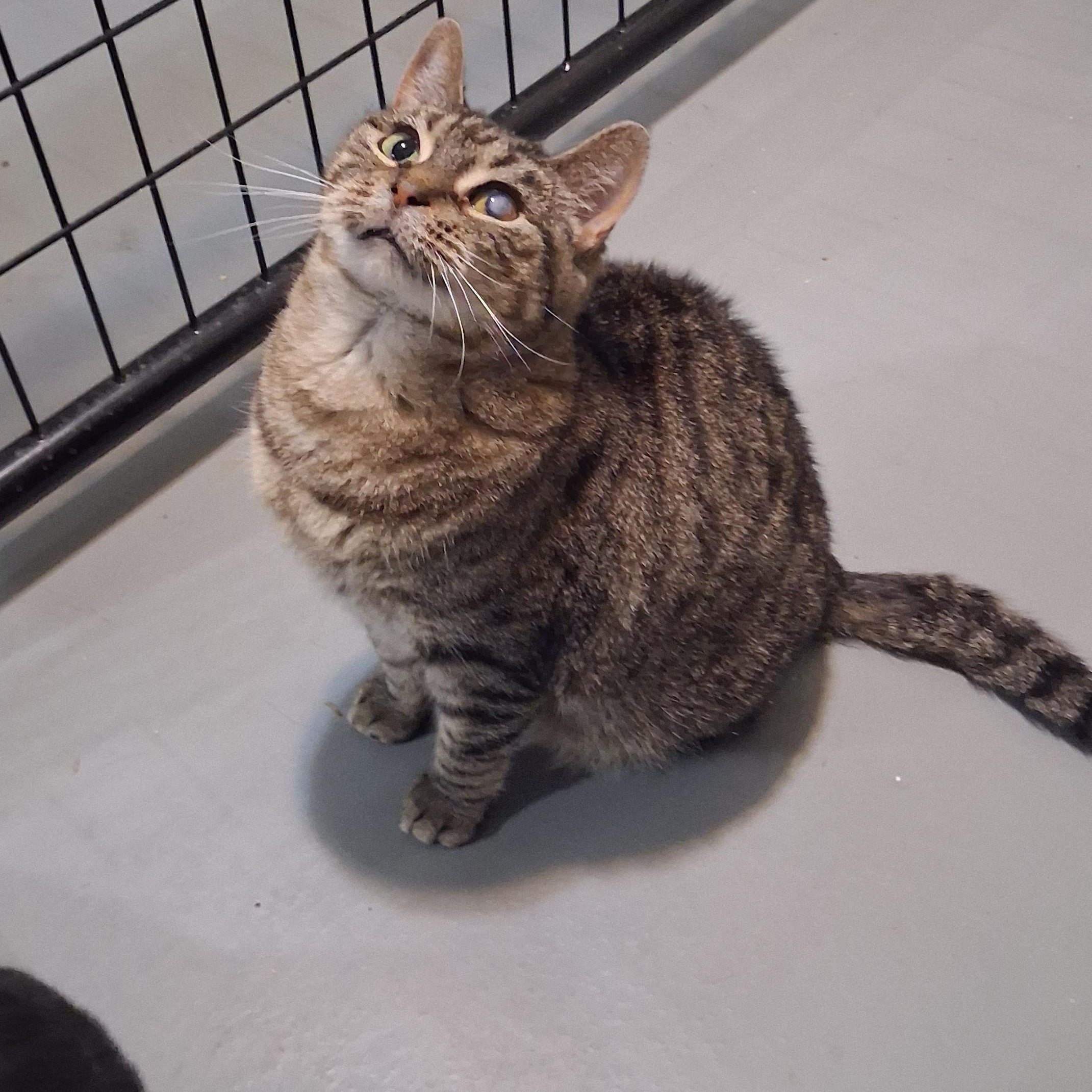 Enlarge Estes, a Adoptable Domestic Short Hair in Iowa Falls, IA image 2/2