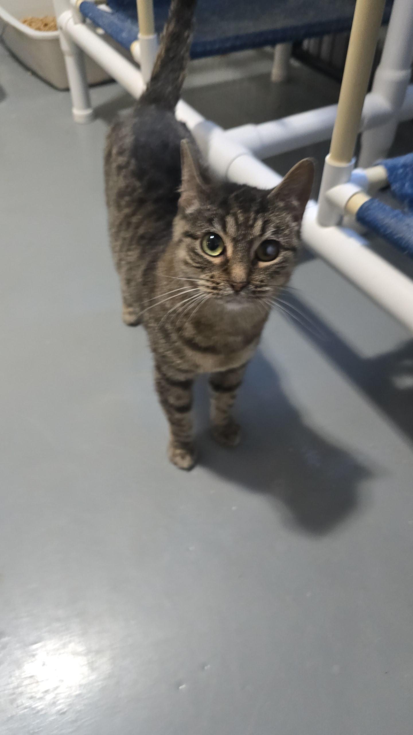 Estes, Adoptable, Adult Female Domestic Short Hair.