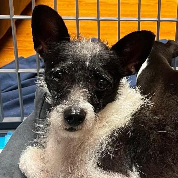 Cricket, Adoptable, Adult Male Chihuahua & Mixed Breed.
