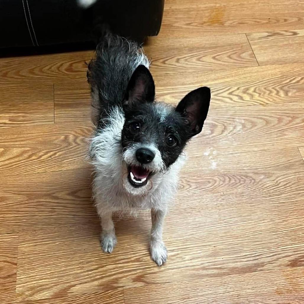 Enlarge Cricket, a Adoptable mixed breed in St. Charles, MO image 2/4