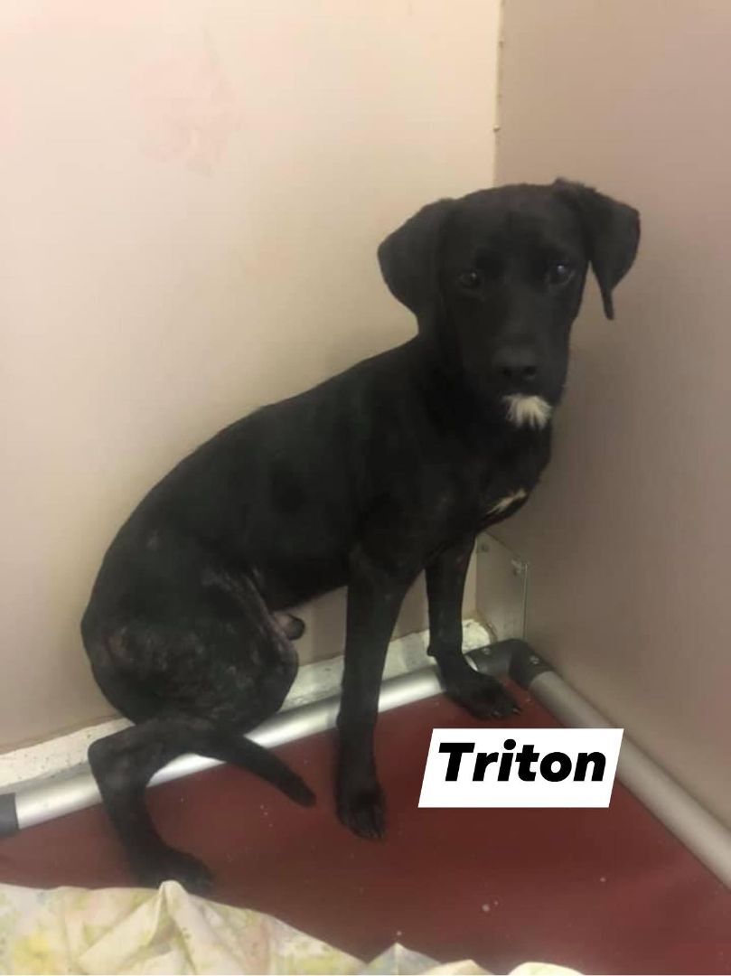 Triton, Adoptable, Adult Male Retriever.
