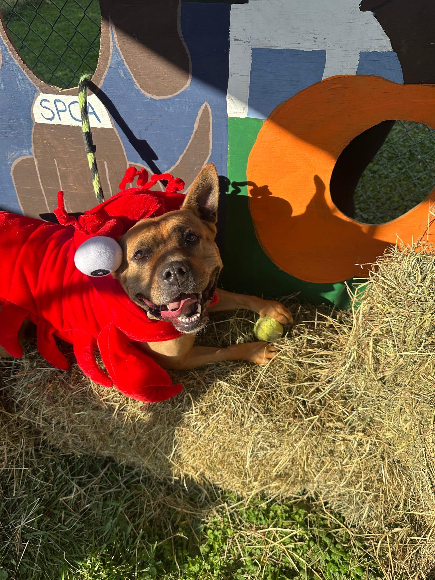 Enlarge Duchess, a Adoptable mixed breed in Danville, PA image 2/6