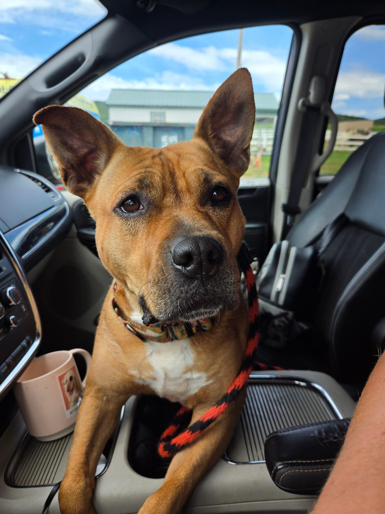 Enlarge Duchess, a Adoptable mixed breed in Danville, PA image 3/6