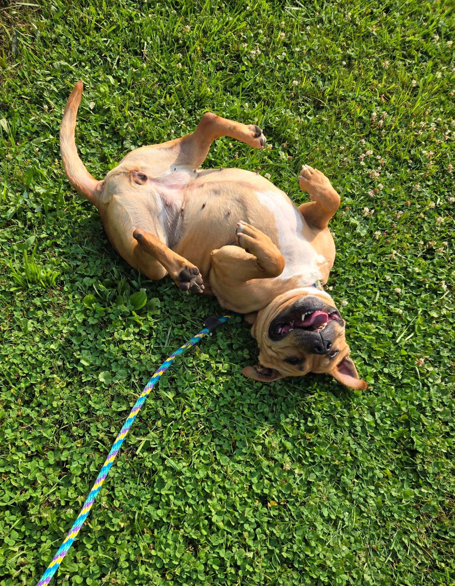 Enlarge Duchess, a Adoptable mixed breed in Danville, PA image 4/6