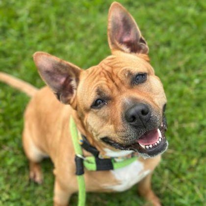 Duchess, Adoptable, Adult Female Pit Bull Terrier.