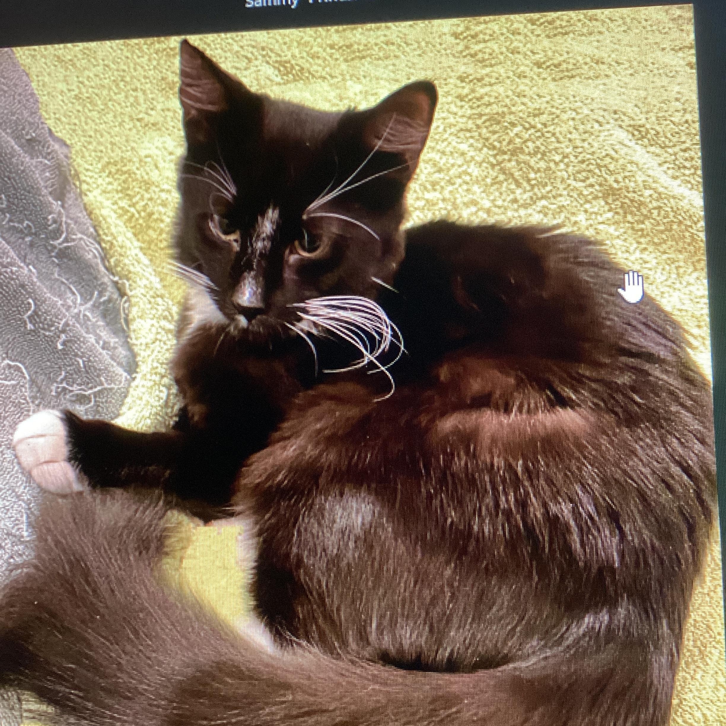 Enlarge Sammy, an adopted Domestic Medium Hair in Paramus, NJ image 2/2