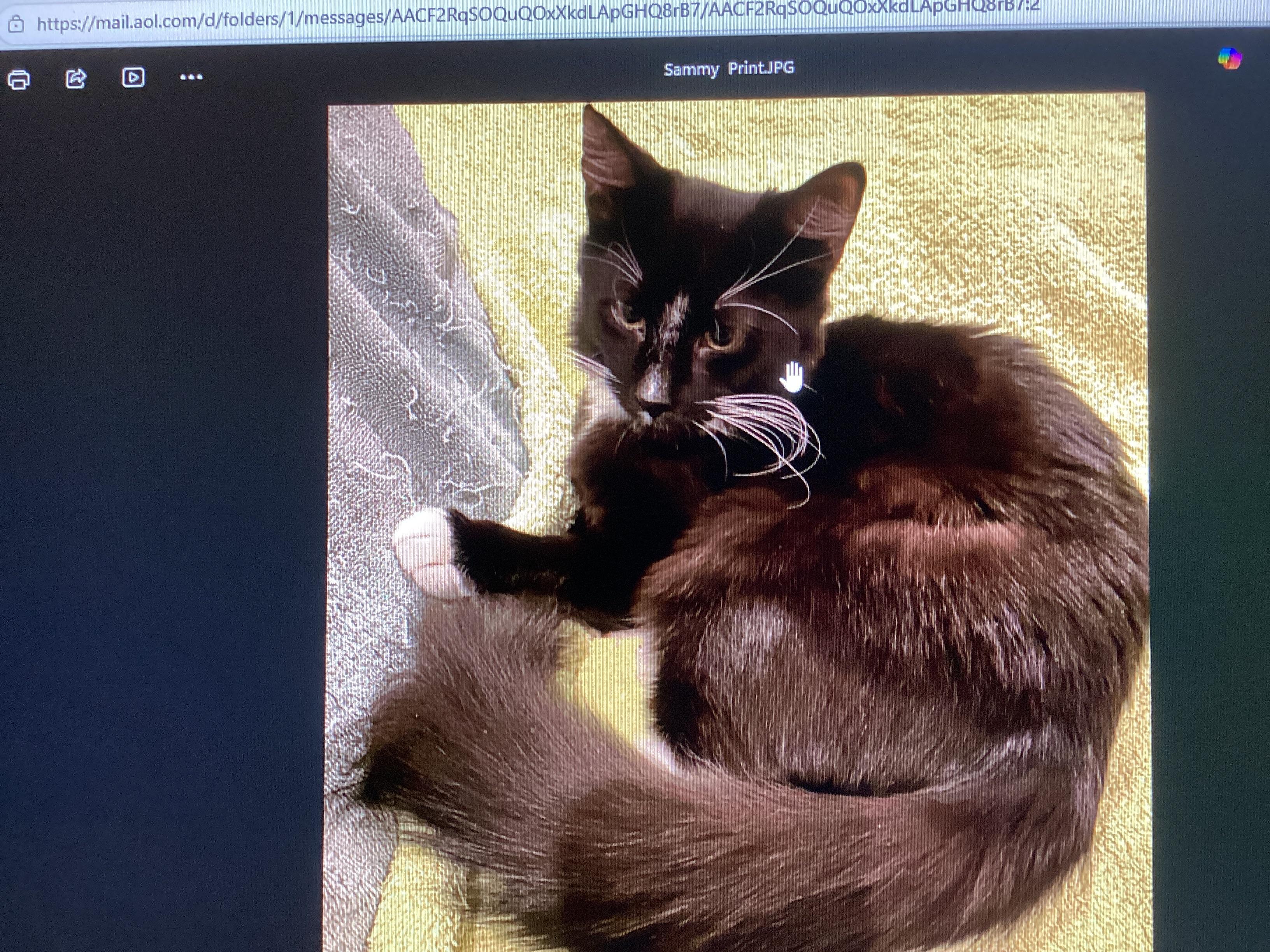 Sammy, ADOPTABLE, Kitten Male Domestic Medium Hair.