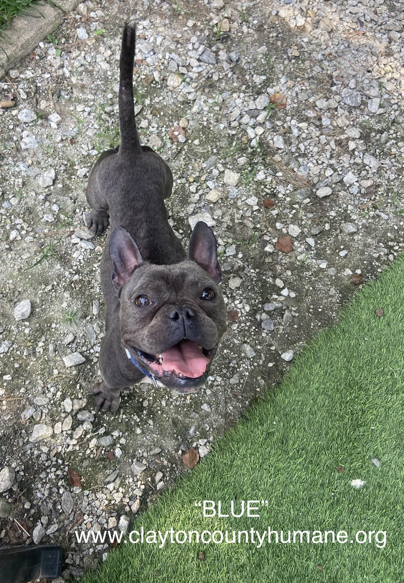Blue, Adopted, Adult Male French Bulldog.