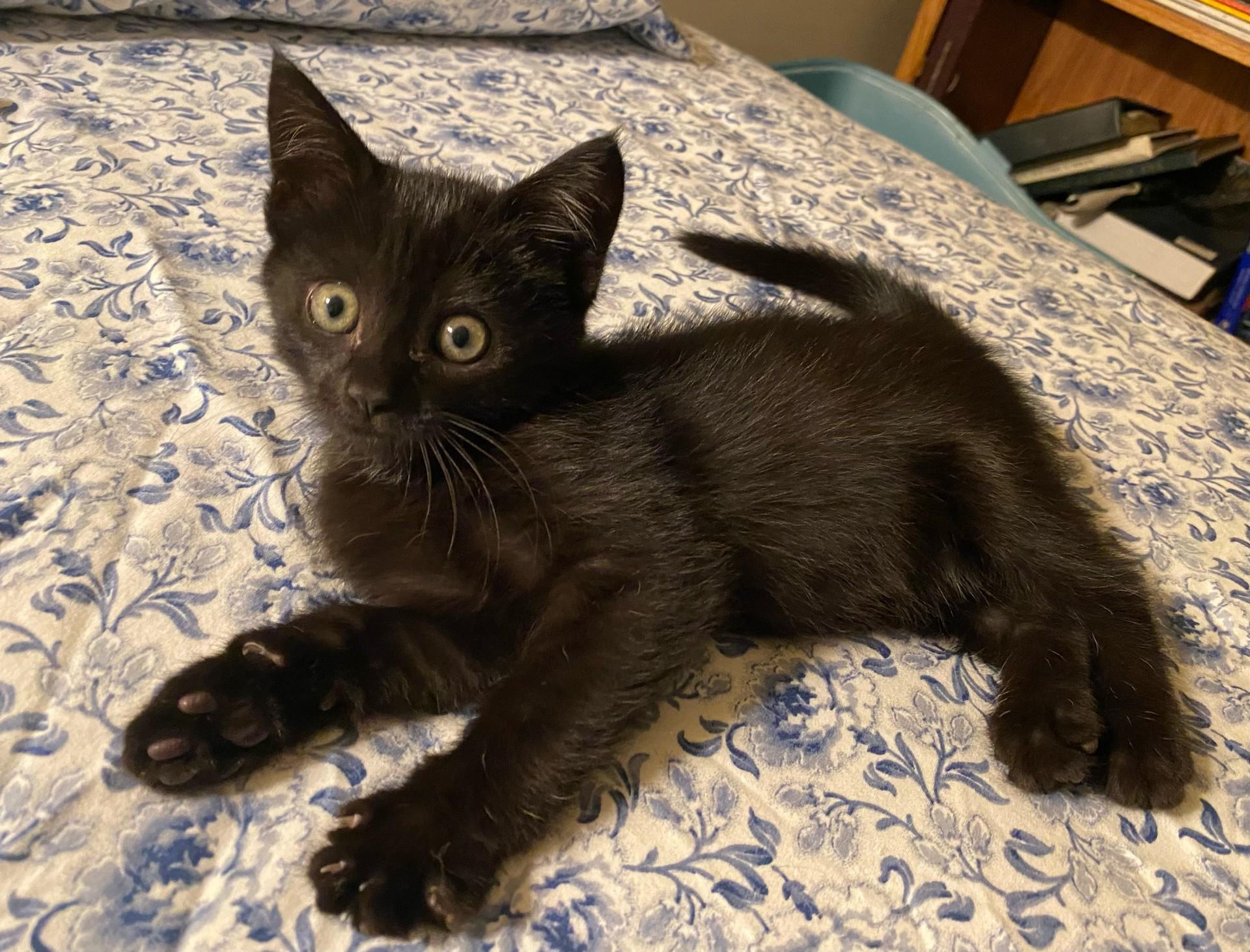 Bob Kebab thumbnail 2