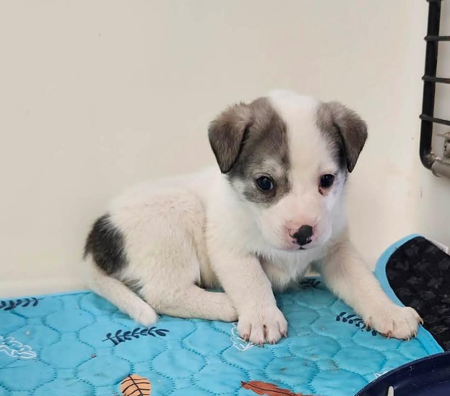 Bodhi, Adoptable, Puppy Male Mixed Breed.
