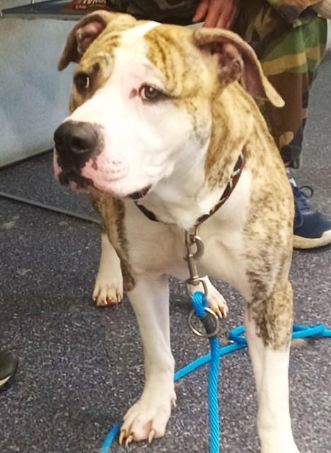 BISCUIT, Adoptable, Young Male Pit Bull Terrier & Mixed Breed.