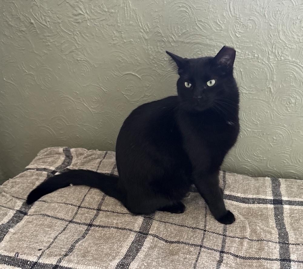 Enlarge Rudy, a Adoptable Domestic Short Hair in Rochester, IN image 1/1
