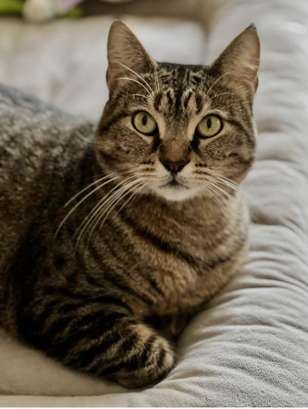 Libby, Adopted, Adult Female Domestic Short Hair.
