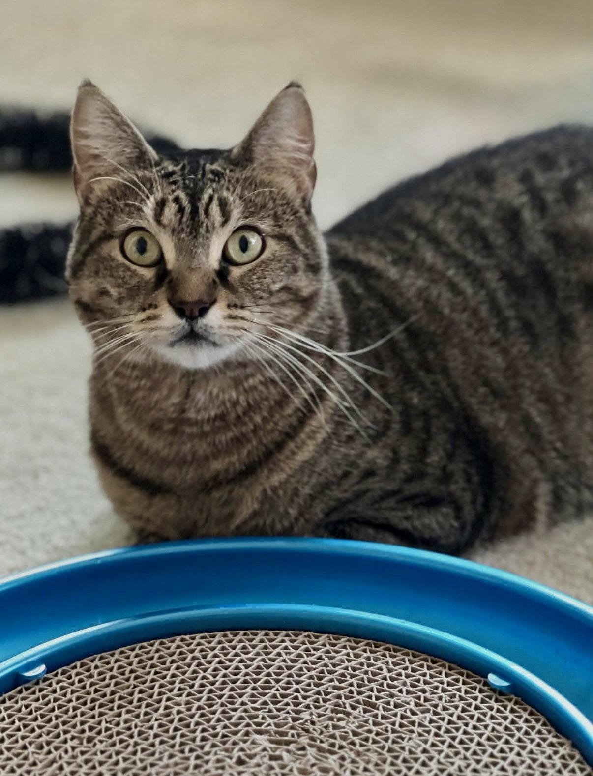 Enlarge Libby, a Adopted Domestic Short Hair in Newtown Square, PA image 2/3