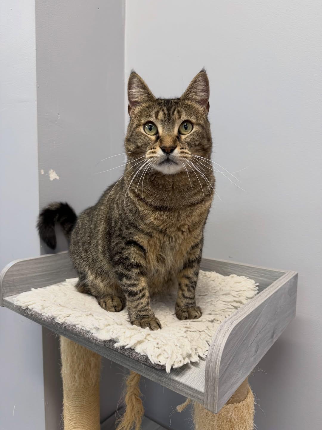 Enlarge Libby, a Adopted Domestic Short Hair in Newtown Square, PA image 3/3