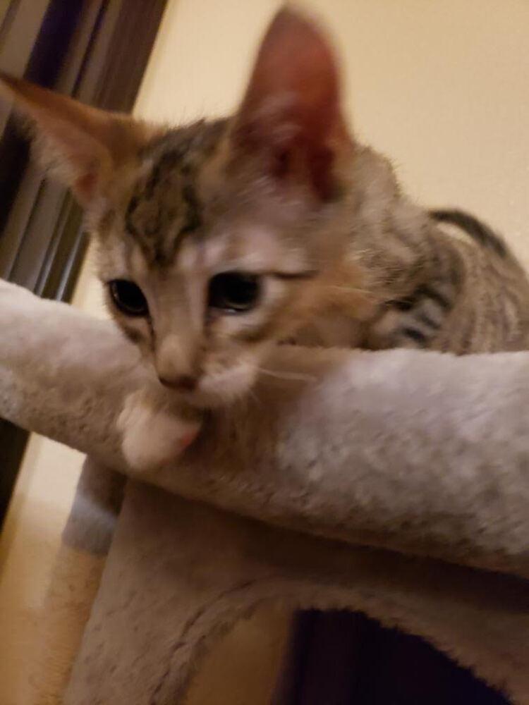 Jade, Adoptable, Adult Male Domestic Short Hair.